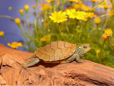 Common Map Turtles for sale