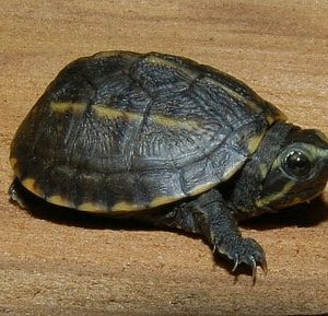 Three Striped Mud Turtle for Sale