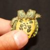 Two-Headed Turtles for Sale