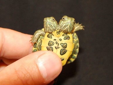 Two-Headed Turtles for Sale