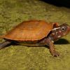 vietnamese wood turtle for sale