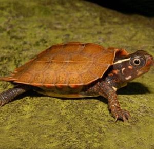 Vietnamese Wood Turtle