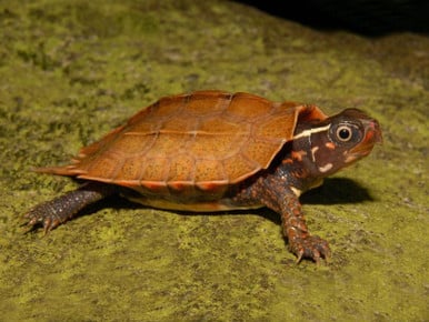 vietnamese wood turtle for sale