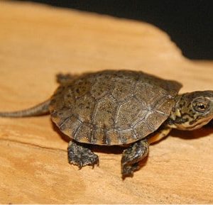 Western Pond Turtles