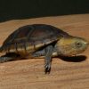 White Lipped Mud Turtle for sale