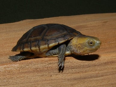 White Lipped Mud Turtle for sale