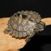 Yellow Blotched Map Turtle