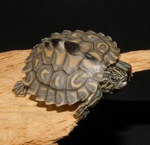 Yellow Blotched Map Turtle