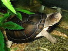 Buy Turtles Online