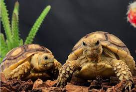 How to care for Sulcata