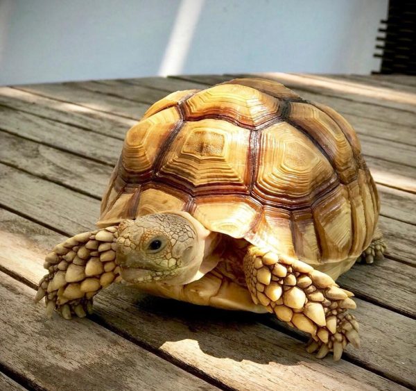 sulcata tortoise for sale