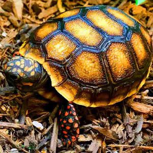 Red Foot Tortoise for Sale: