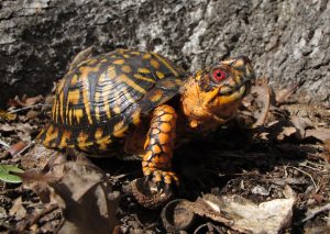 Eastern box turtle for sale