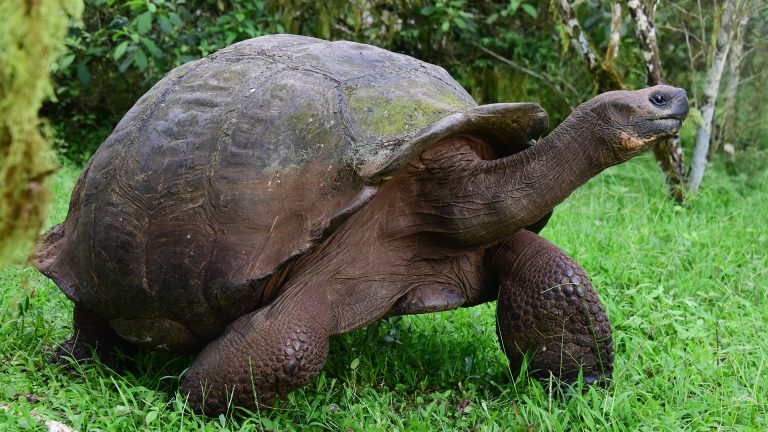 Facts About the Galapagos Tortoise
