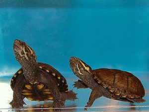 mississippi mud turtle for sale