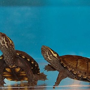 mississippi mud turtle for sale