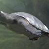 fly river turtle for sale