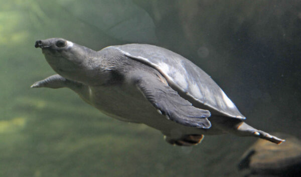 fly river turtle