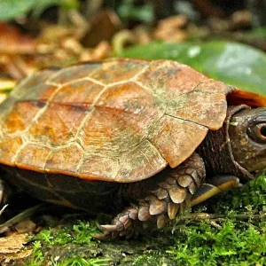 Black-Breasted Leaf Turtle for Sale