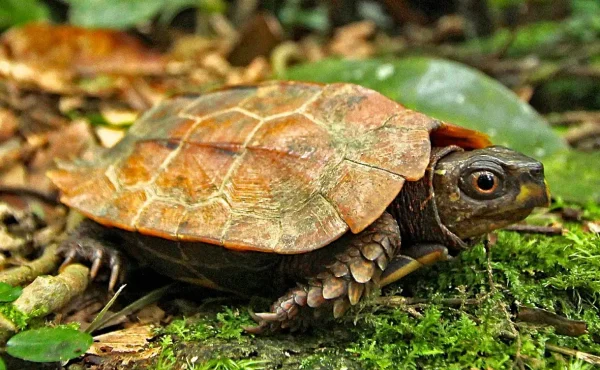 Black-Breasted Leaf Turtle for Sale