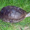 philippine box turtle