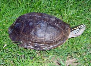 philippine box turtle