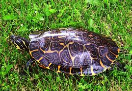 Rare Turtle Breeds: Protecting Nature’s Hidden Gems