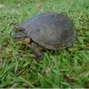 philippine box turtle