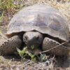 gopher tortoise for sale