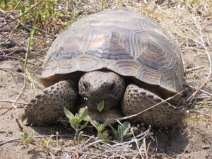 gopher tortoise for sale