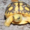 gopher tortoise for sale