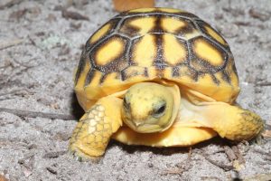 gopher tortoise for sale