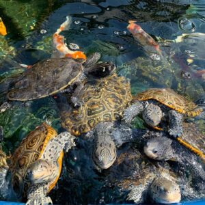WhatsApp Image 2025-07-17 at 10.26.35_0bbb4c0c Diamondback Terrapins (Malaclemys terrapin)