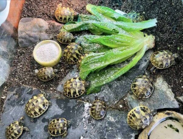 ghggrtj Eastern Hermann’s Tortoise (Testudo hermanni boettgeri)